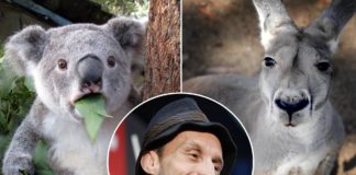 Gdyby to się sprzedało, zestawiliby koalę z kangurem – Brad Pickett o UFC
