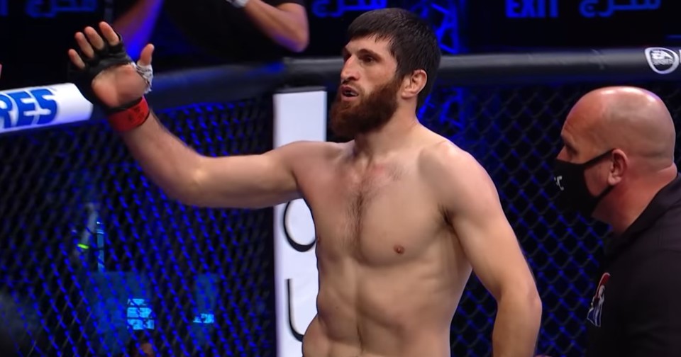 magomed ankalaev ufc